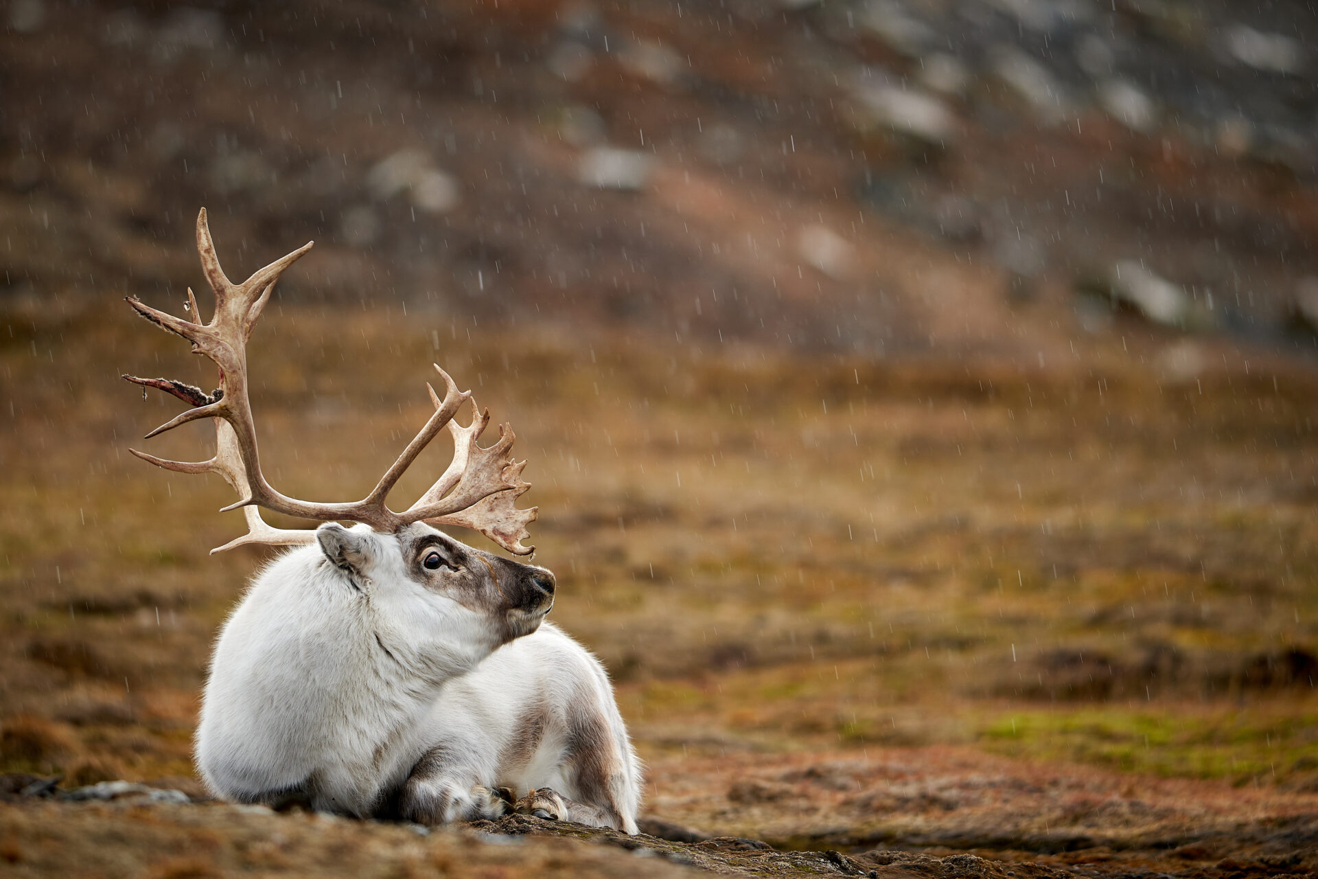 Wildlife