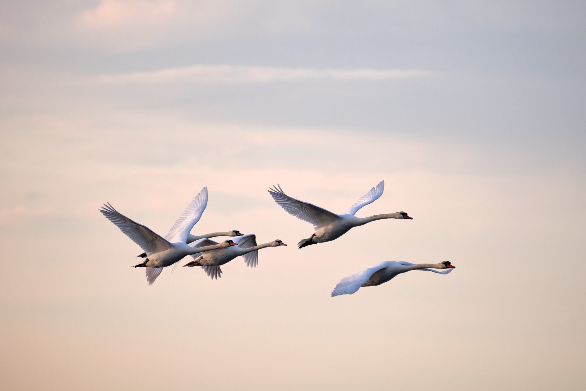Wildlife