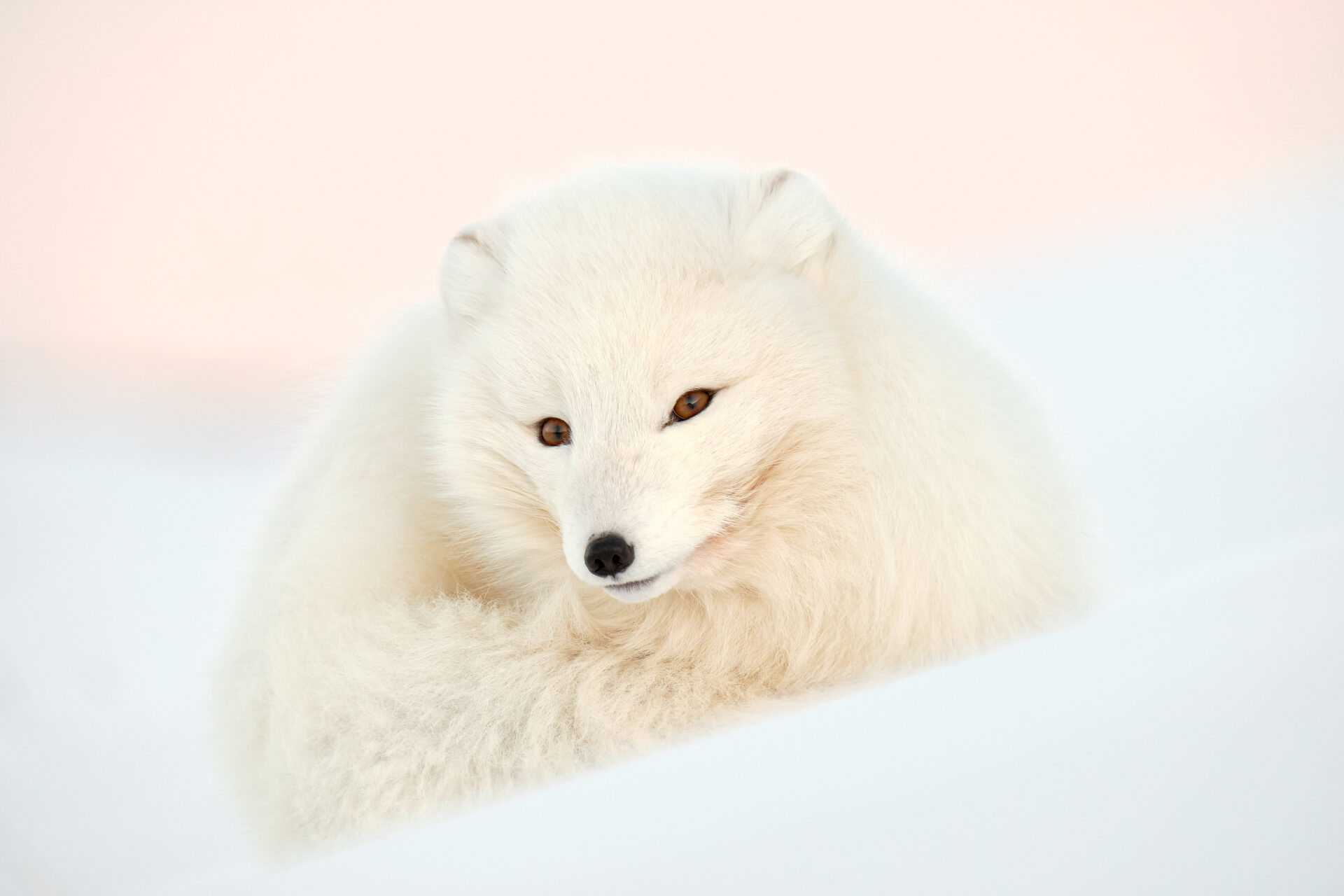Wildlife