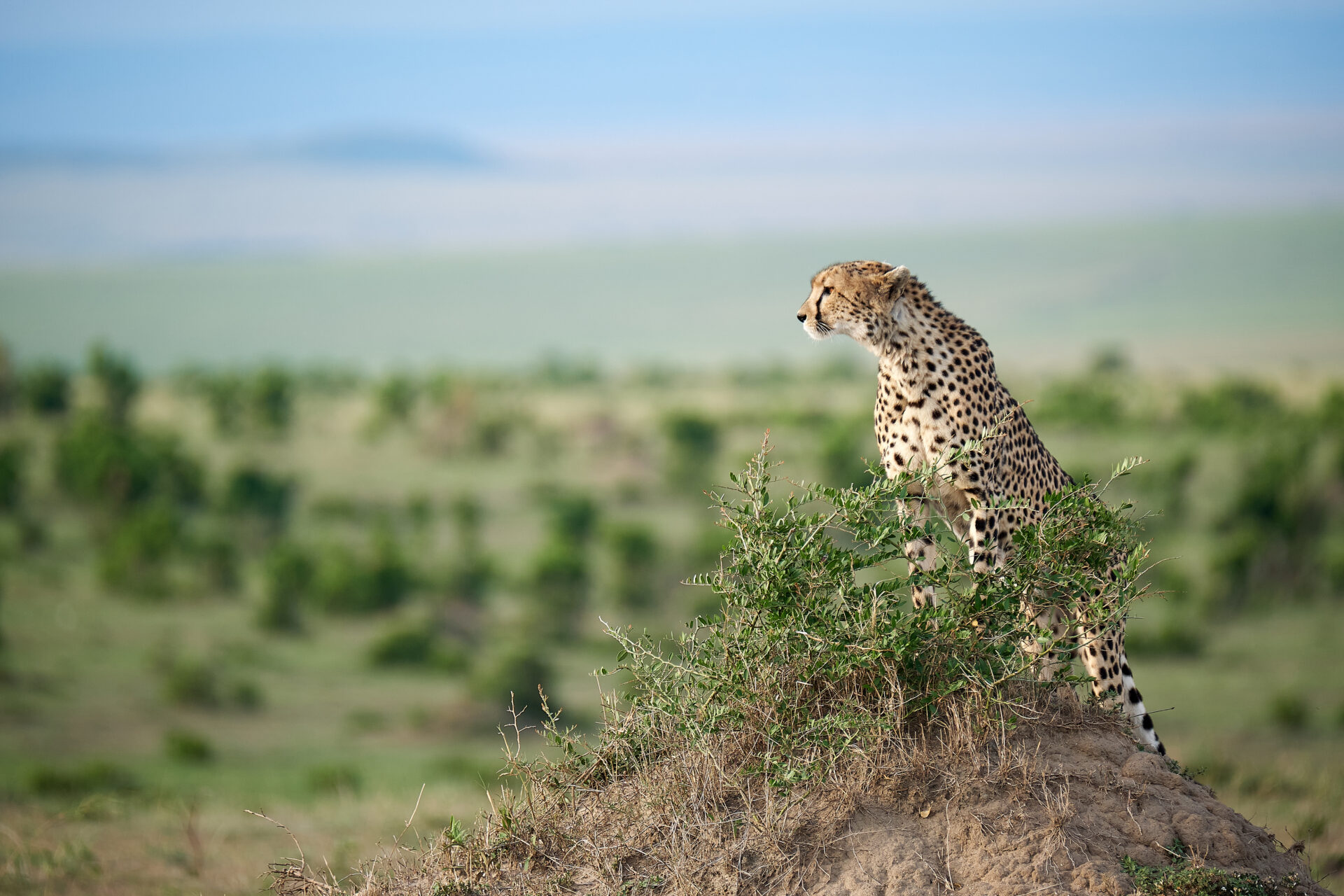 Wildlife