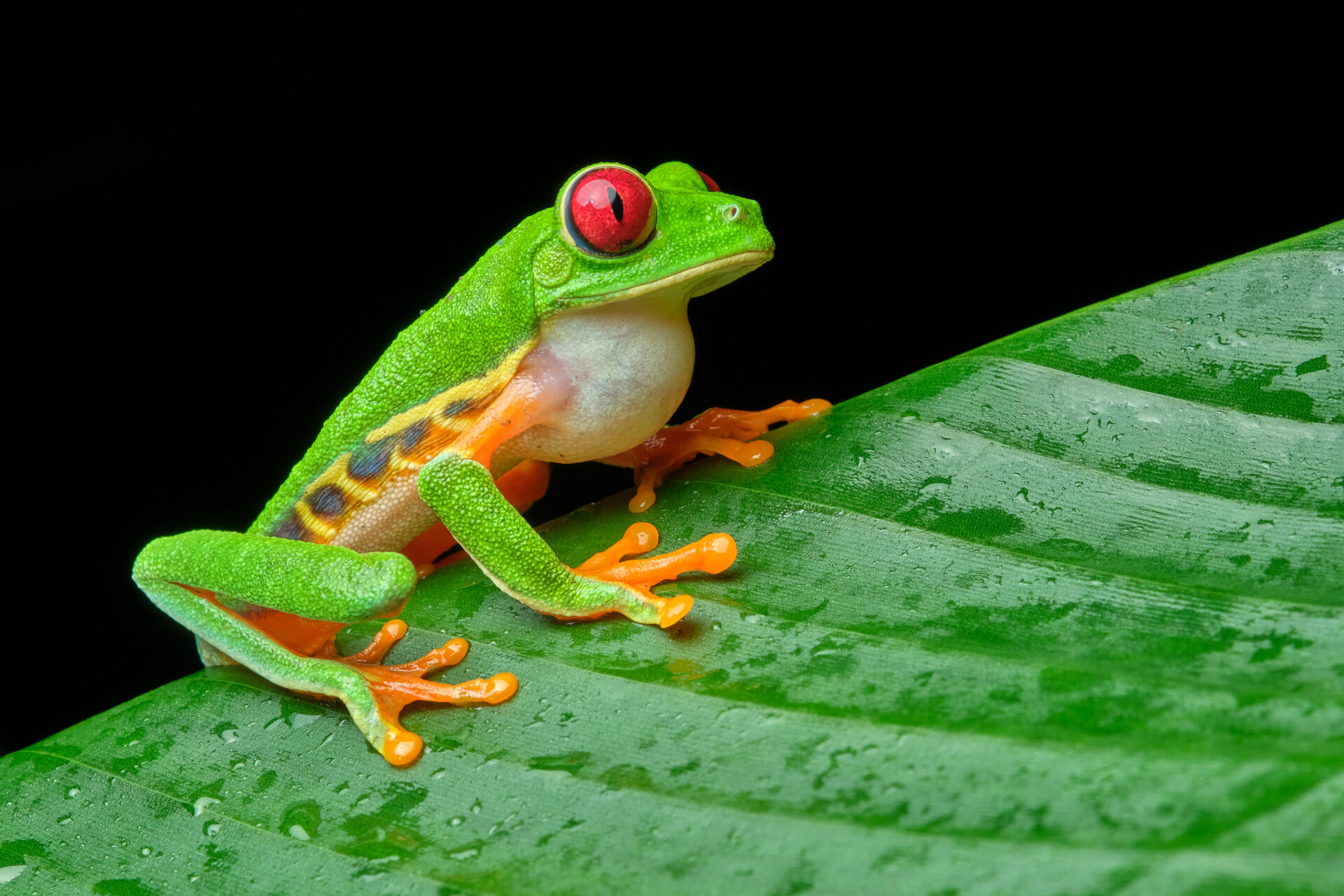 Wildlife